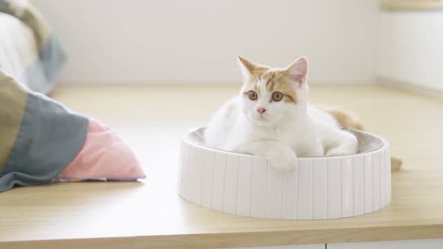 Cat lying on a pet bed and then jumping out.