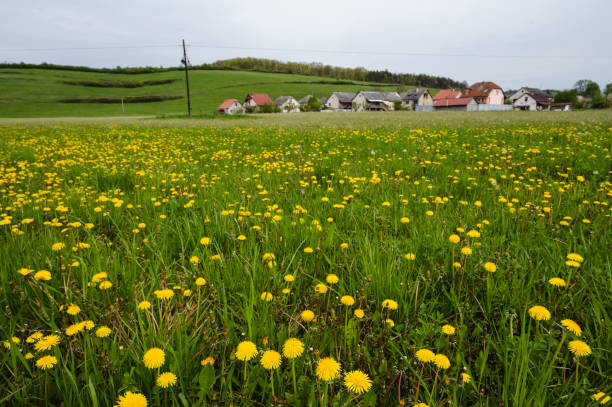Summer Landscape with road. Green grass field on small hills and blue sky with clouds.