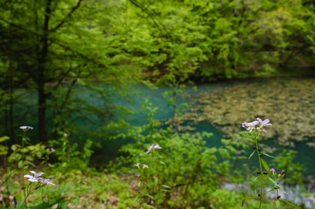 Spring in the forest
