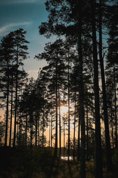 istock Silhouette trees in forest against sky during sunset 1488001557