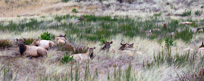 Gearhart, Oregon, USA - 11/07/2022:  Roosevelt Elk herd residing along the Oregon coast in Gearhart Beach, Oregon.