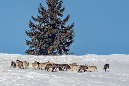 Wolf pack on a snow covered hilltop in the Yellowstone Ecosystem of western USA.