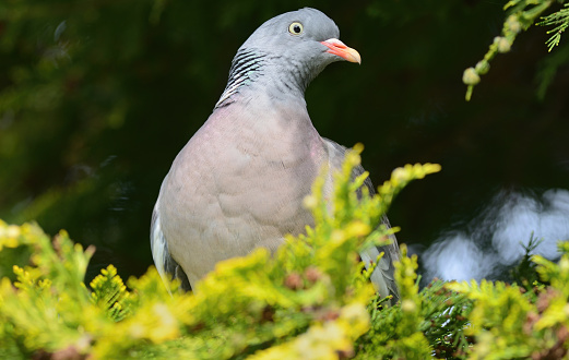Wood pigeon holding a twig for nest building on a garden fence in Huntingdon, Cambridgeshire, UK.