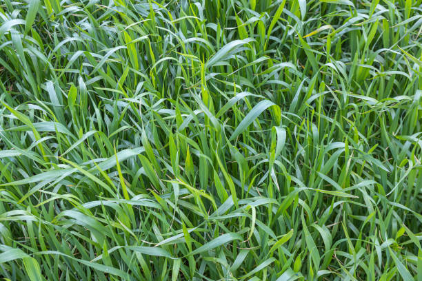 istock A green field with young wheat seedlings 1488006537