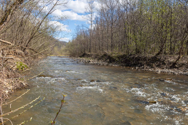 istock A mountain stream with stormy water flows through the forests in the reserve 1488006562