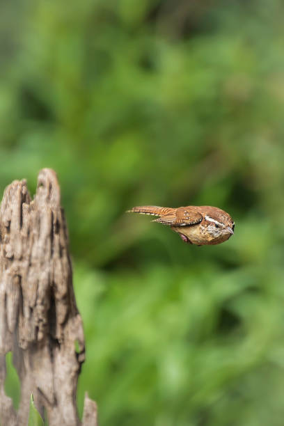 The Carolina wren is a common species of wren that is a resident in the eastern half of the United States of America, the extreme south of Ontario, Canada, and the extreme northeast of Mexico.  Action photograph with bird in flight.