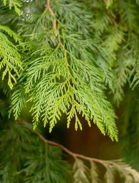 Thuja plicata also known as western redcedar. Western arborvitae. Thuja leaves and branches.