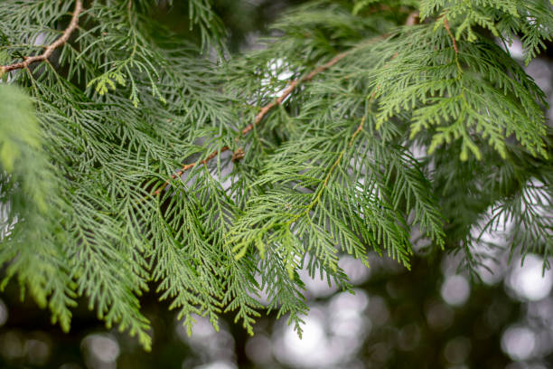 istock Thuja plicata also known as western redcedar. Western arborvitae. Thuja leaves and branches. 1488006886