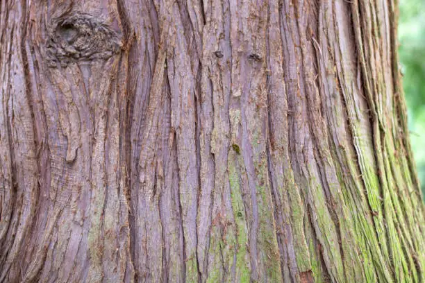 Trunk of Thuja plicata also known as western redcedar. Western arborvitae bark close up.