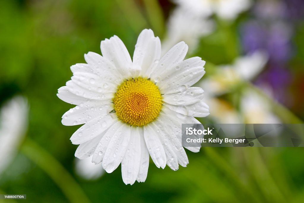 Daisy after rain A single daisy with water drops Beauty Stock Photo