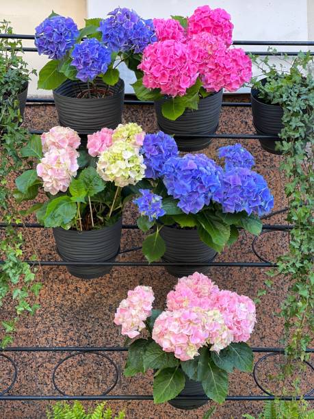 Hydrangea blooms pink blue purple in flower pots on the wall.