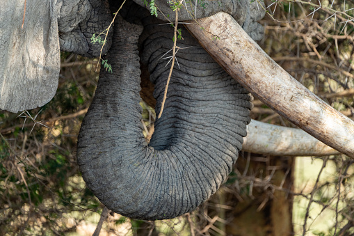 Elephants in South Luangwa National Park in Zambia