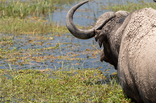 Back view of a Cape Buffalo at a water source in Amboseli National Park Kenya, Africa