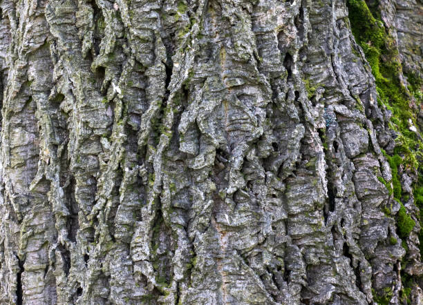 istock Close-up of cork tree bark. Cork tree or Phellodendron sachalinense in Latin 1488007956