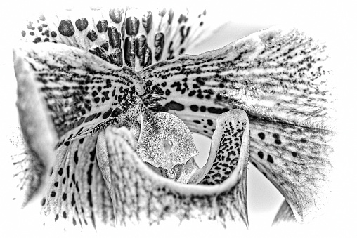 Engraved close-up of an orchid flower Lady Slipper, Paphiopedilum. Macro shot