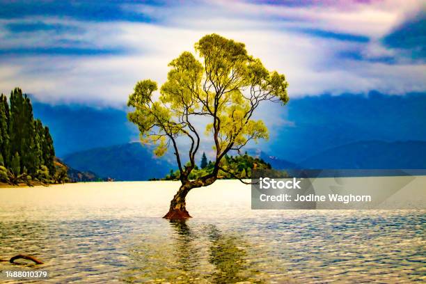 Wanaka Tree Stock Photo - Download Image Now - Tree, Wanaka, Autumn