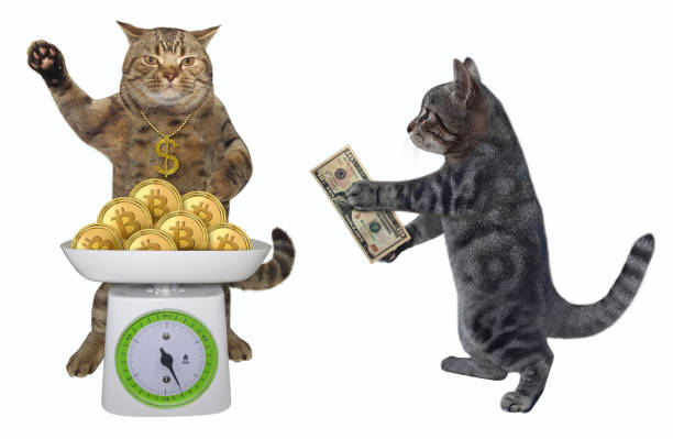 istock Cat gray buying bitcoin coins 1488010433