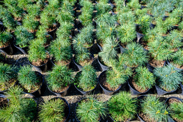 Small pine seedlings in pots. For setting up a decorative garden.