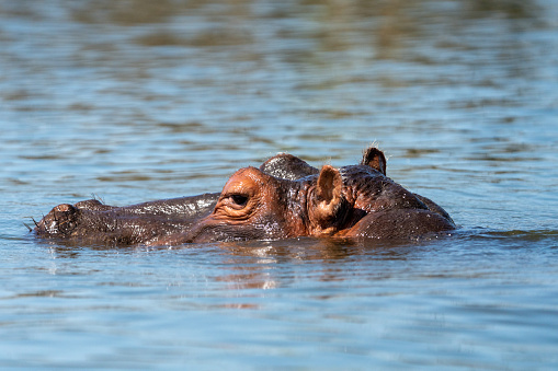 Side profile view of a hippo with its eyes, ears and nose exposed out of water - Kenya, Africa