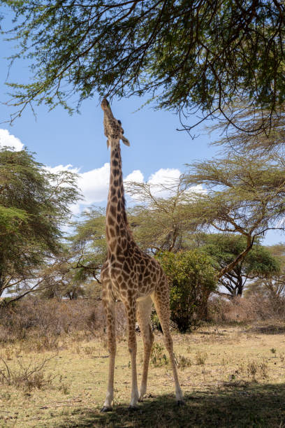 istock Lake Naivasha - Crescent Island - Giraffe eats from an acacia thorn tree 1488011367