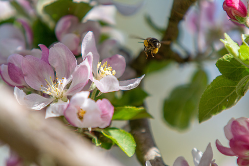 Flying bee near apple blossom