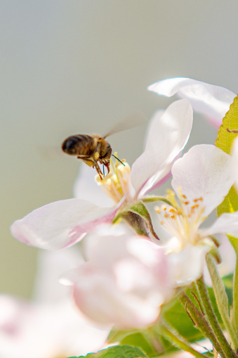 Honey bee on apple blossom