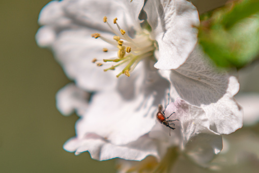 Apple Fruit Weevil