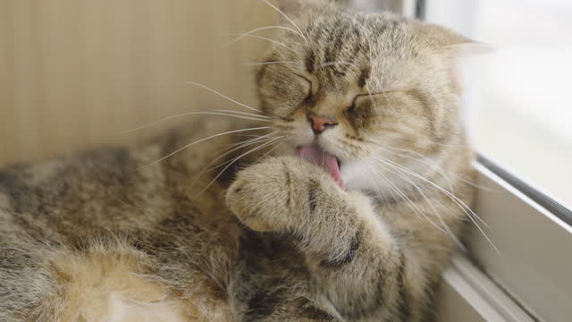Close-up video of a tabby cat licking its paw.