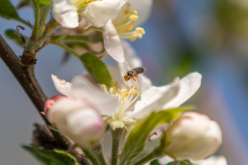 Insect on apple blossom