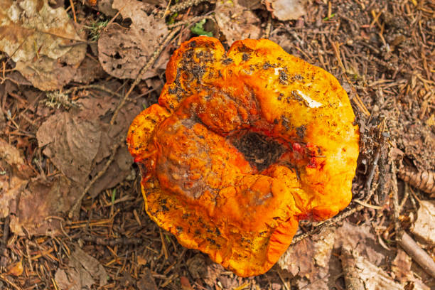 Very Orange Mushroom Drying up in the Forest