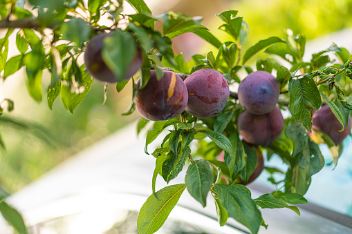Plums or Zwetschke More than a hundred varieties are grown in Central Europe.
