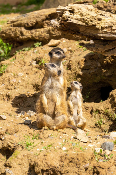 istock Meerkat Family 1488015788