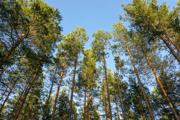 Low angle view of trees against sky
