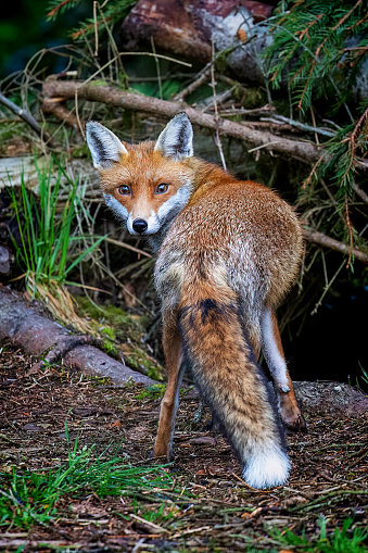 A magnificent wild Red Fox (Vulpes vulpes) hunting for food in woodland.