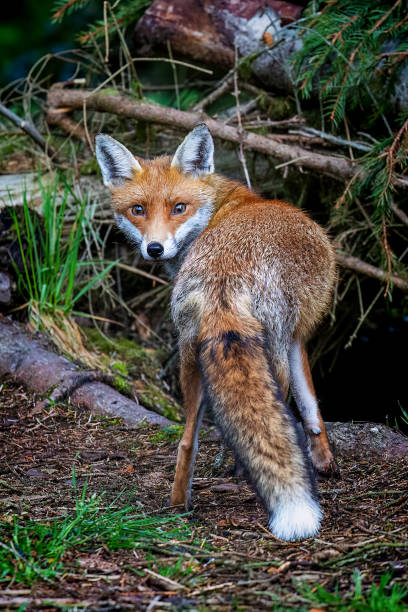 Red Fox (Vulpes vulpes) hunting for food in woodland. A magnificent wild Red Fox (Vulpes vulpes) hunting for food in woodland. red fox tail stock pictures, royalty-free photos & images