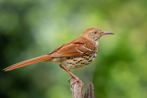 The brown thrasher, sometimes erroneously called the brown thrush or fox-coloured thrush, is a bird in the family Mimidae, which also includes the New World catbirds and mockingbirds.  Watch for its signature behavior of using its strong bill to flip dead leaves and debris from side to side—and not in a gentle way. If you see it thrashing the ground cover, you've just witnessed how the brown thrasher got its name.