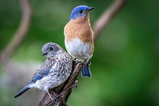 The eastern bluebird is a small North American migratory thrush found in open woodlands, farmlands, and orchards. The bright-blue breeding plumage of the male, easily observed on a wire or open perch, makes this species a favorite of birders.