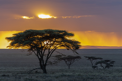 Moments before the sun disappears over the horizon on the Serengeti's endless Namiri Plains.