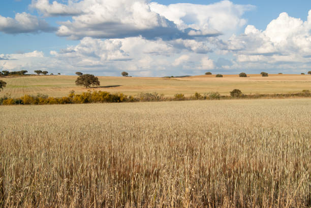 istock Grass field before mowing, at sunset and under a cloudy sky. 1488023176