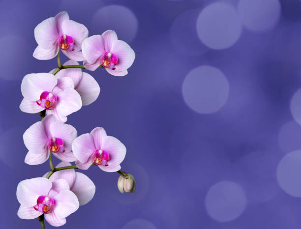 Blossoming branches of blue orchids on a white background