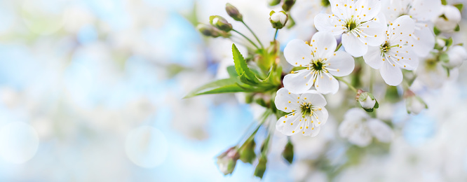 Cherry blossom close-up on a defocused garden background. Beautiful bokeh, space for copy.