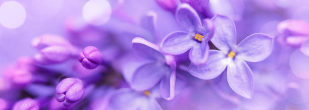 istock Lilac blossom close-up with bokeh 1488023198