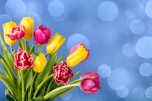 Beautiful tulip flowers on a defocused lights bokeh background. Space for copy.