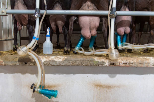 Goats from a farm in a specific feeder to retain them while they are milked by an automatic system.