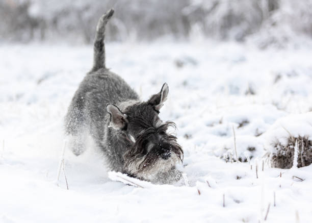 istock Pepper-salty medium schnauzer plays cheerfully in the winter snowy forest 1488024289