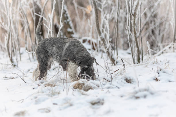 istock Salt and pepper medium schnauzer walks in the winter forest 1488024309