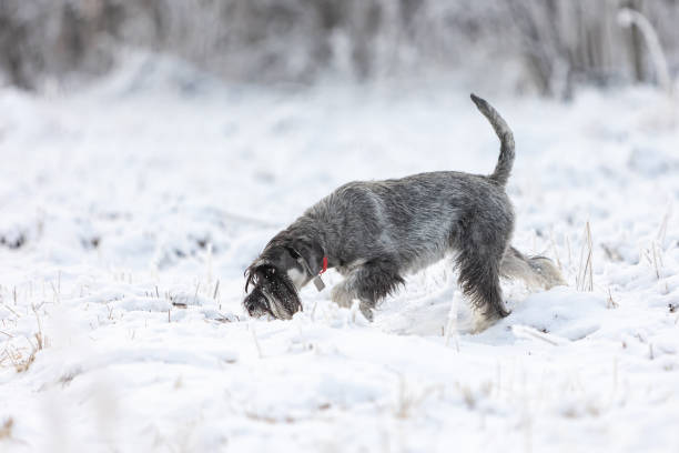 istock Portrait of a Salt and Pepper Schnauzer walking through a winter forest 1488024331