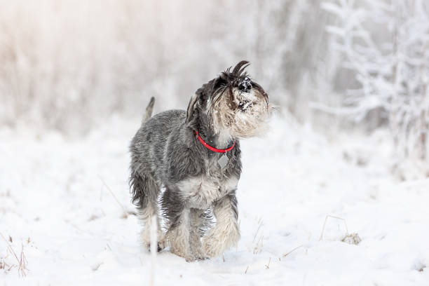 istock Funny Medium Schnauzer of pepper and salt color runs through the winter forest 1488024342