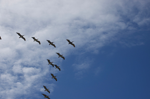 California brown pelicans migrating along the coast