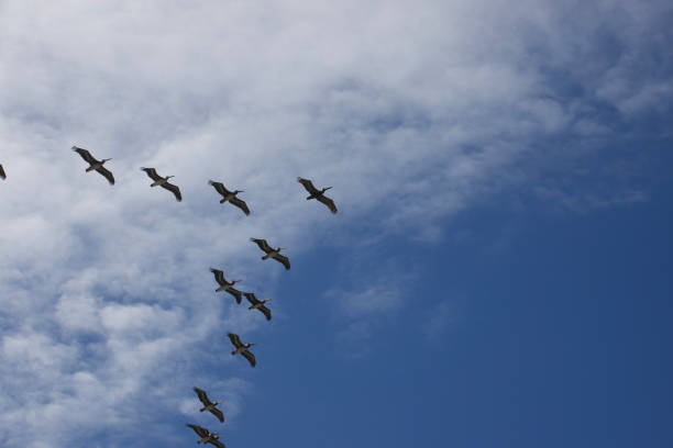 California brown pelicans migrating along the coast California brown pelicans migrating along the coast birds flying in sky stock pictures, royalty-free photos & images
